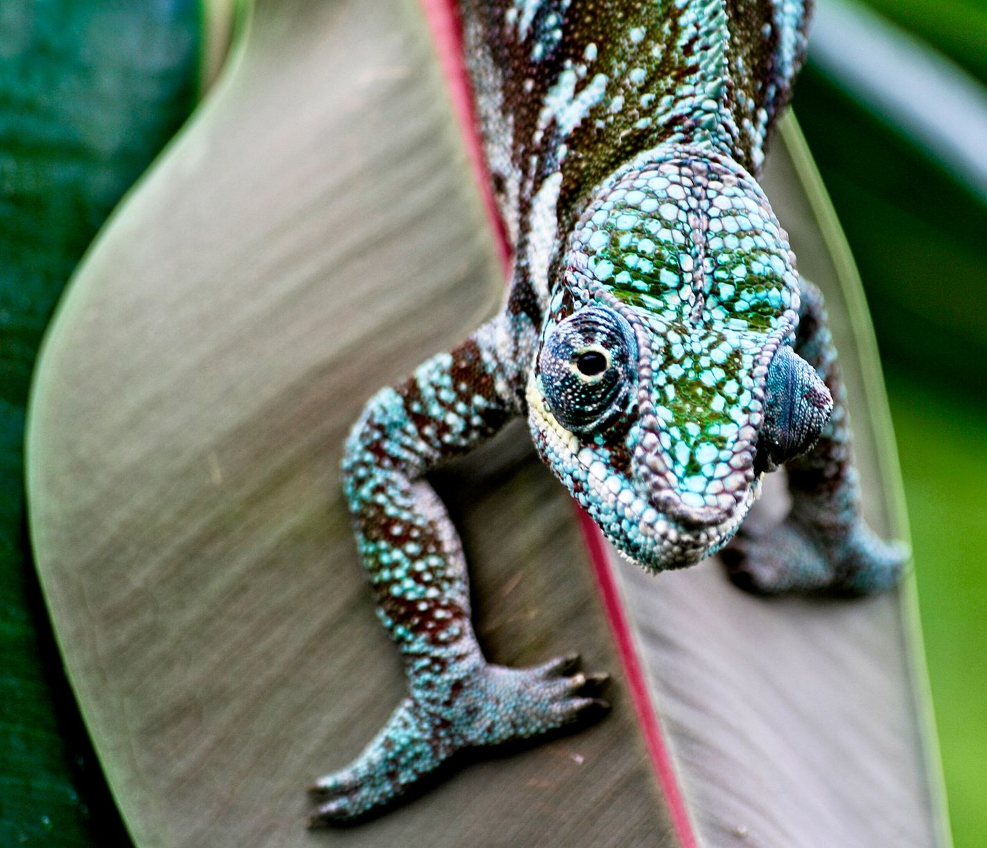 Bei Chamäleons gilt der Farbton als Kommunikationsmittel.