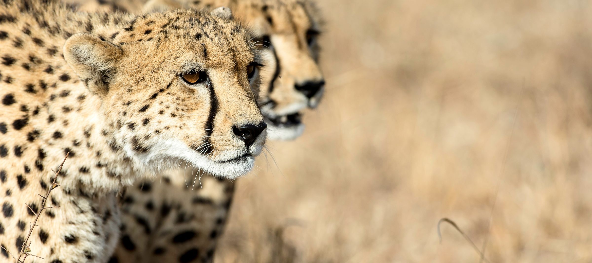 Zwei Geparden avisieren die nächste Beute