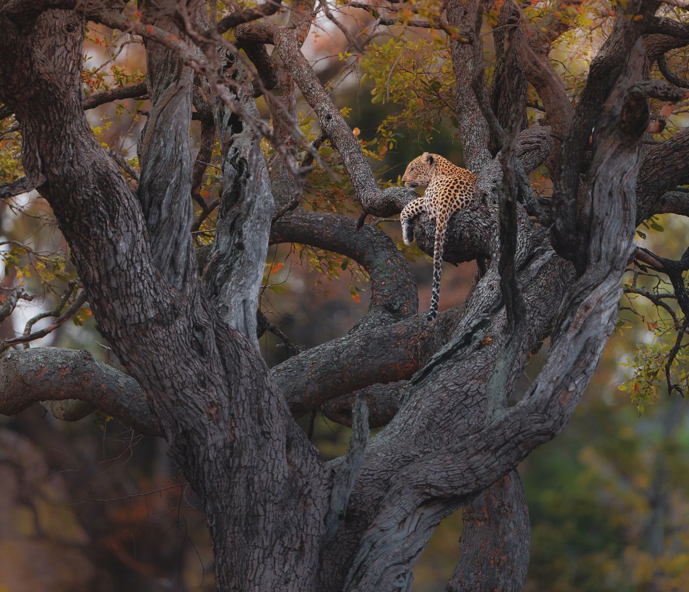 Ein Leopard ruht sich auf einem Baum aus