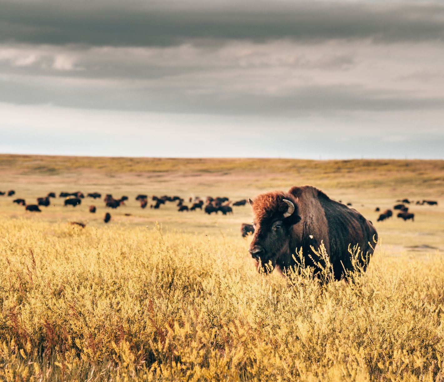 Im Südwesten South Dakotas gelegen, fasziniert der Badlands National Park mit seiner Landschaft und den verschiedenen Huftierarten.
