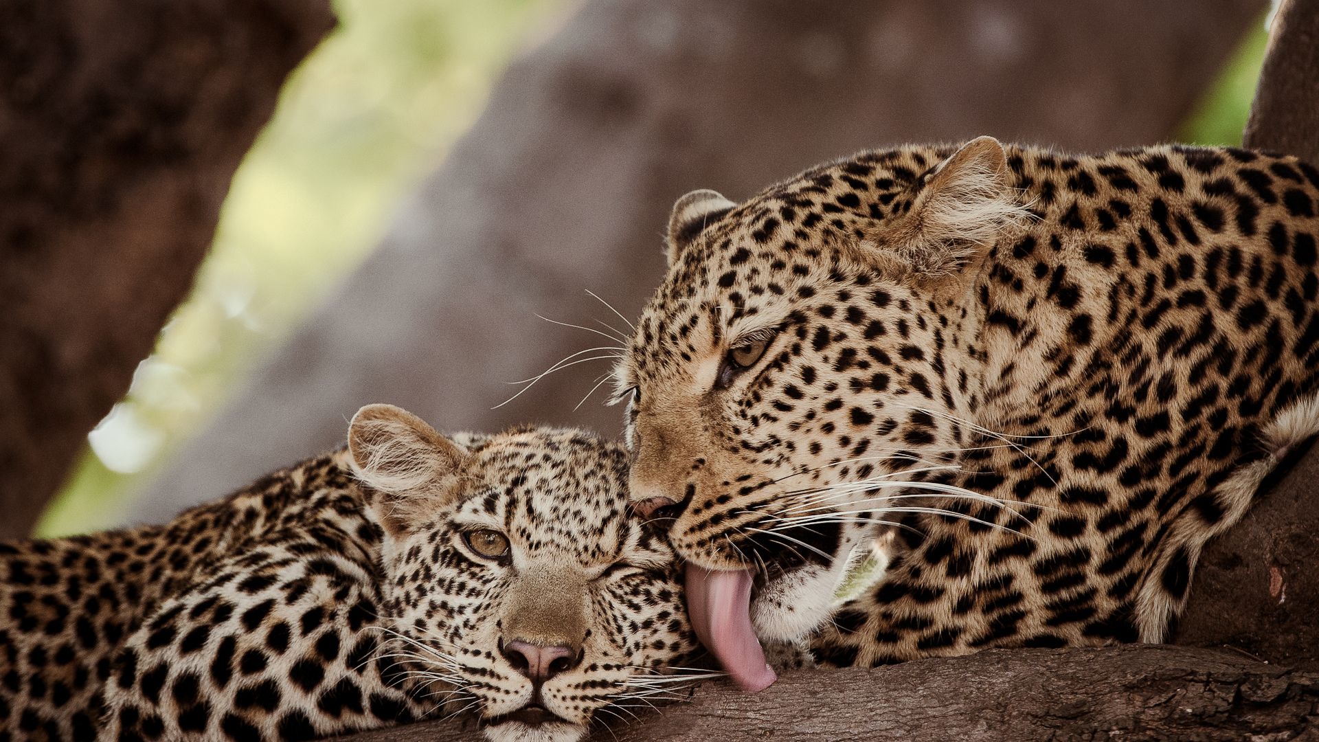 Zärtliche Zweisamkeit zwischen einer Leopardenmutter und ihrem Jungtier