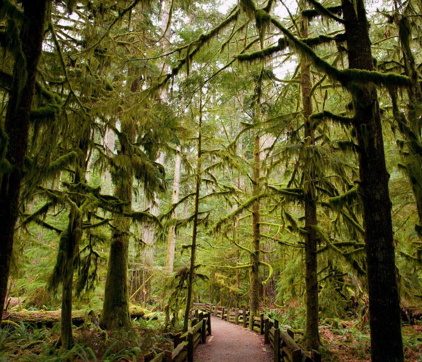 Cathedral Grove Vancouver Island