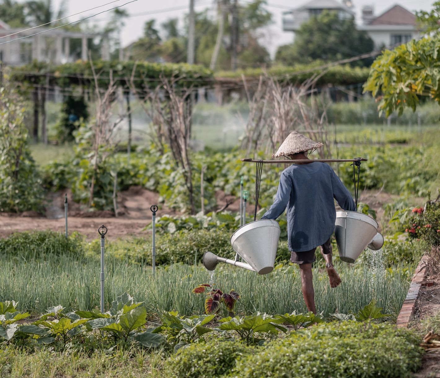 Ein lokaler Bauer des Dorfes Tra Que am Bewässern eines biologischen Gemüsegartens.
