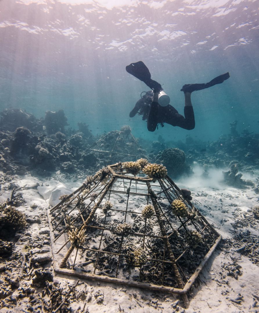 Aufforstung der Korallenriffe