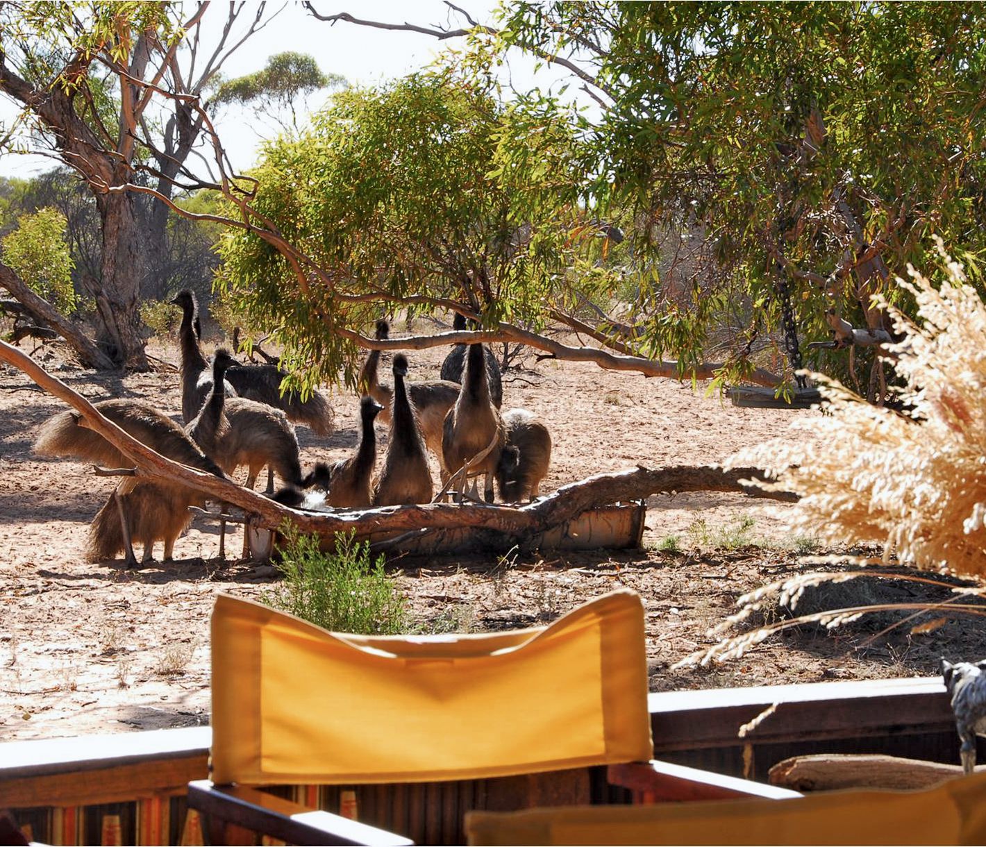 Gawler Ranges National Park