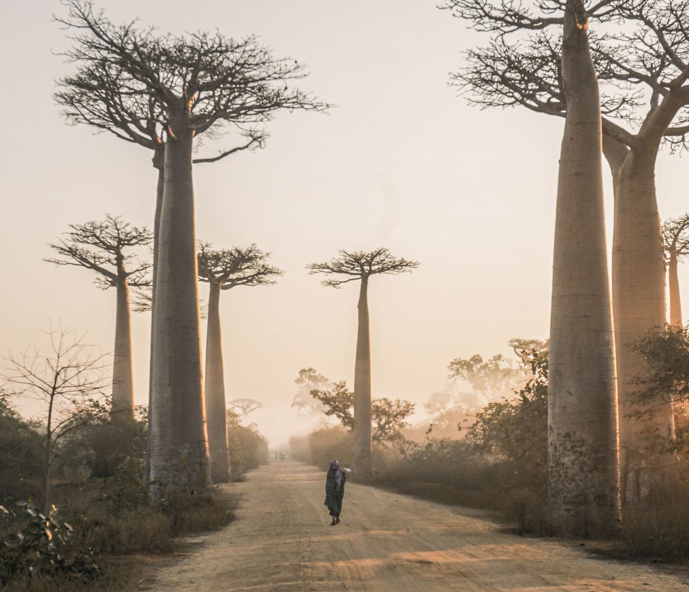 Eine Allee auf madagassische Art, mit mächtigen Baobabs