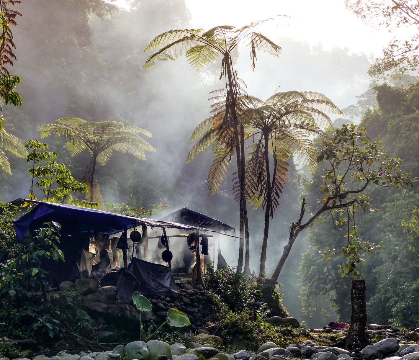 Im Herzen des Dschungels