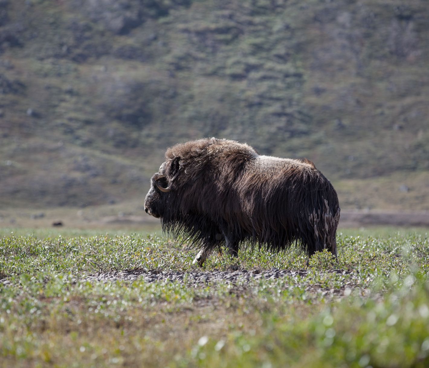 Ein majestätischer Riese in der arktischen grönländischen Tundra