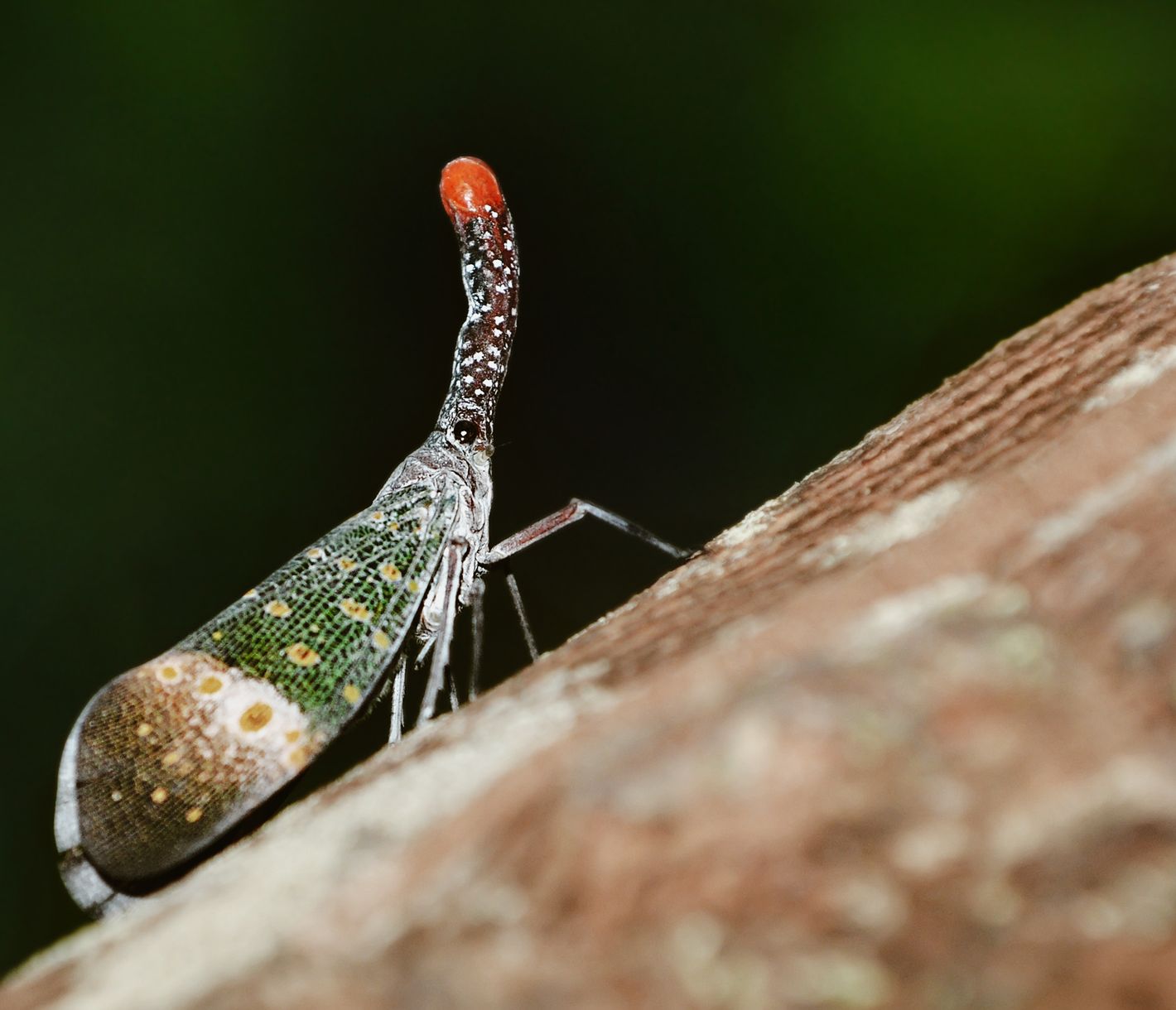 Endau-Rompin-Nationalpark