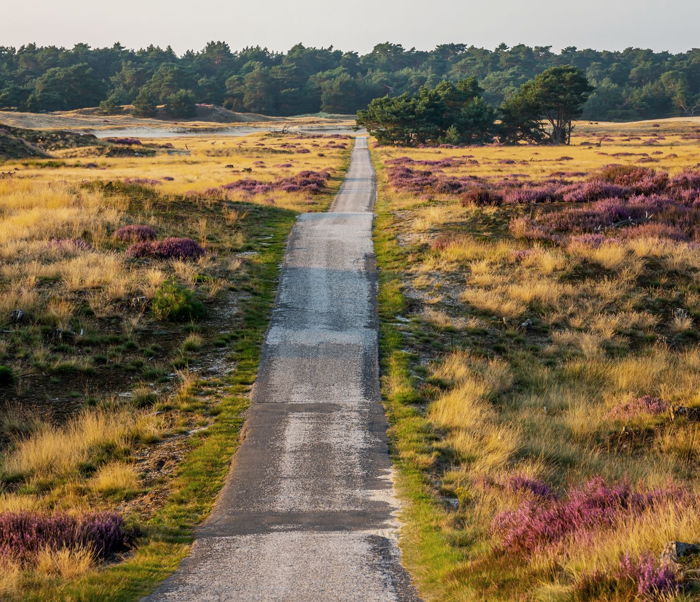 Landstrasse durch den De-Hoge-Veluwe-Nationalpark in der Provinz Gelderland