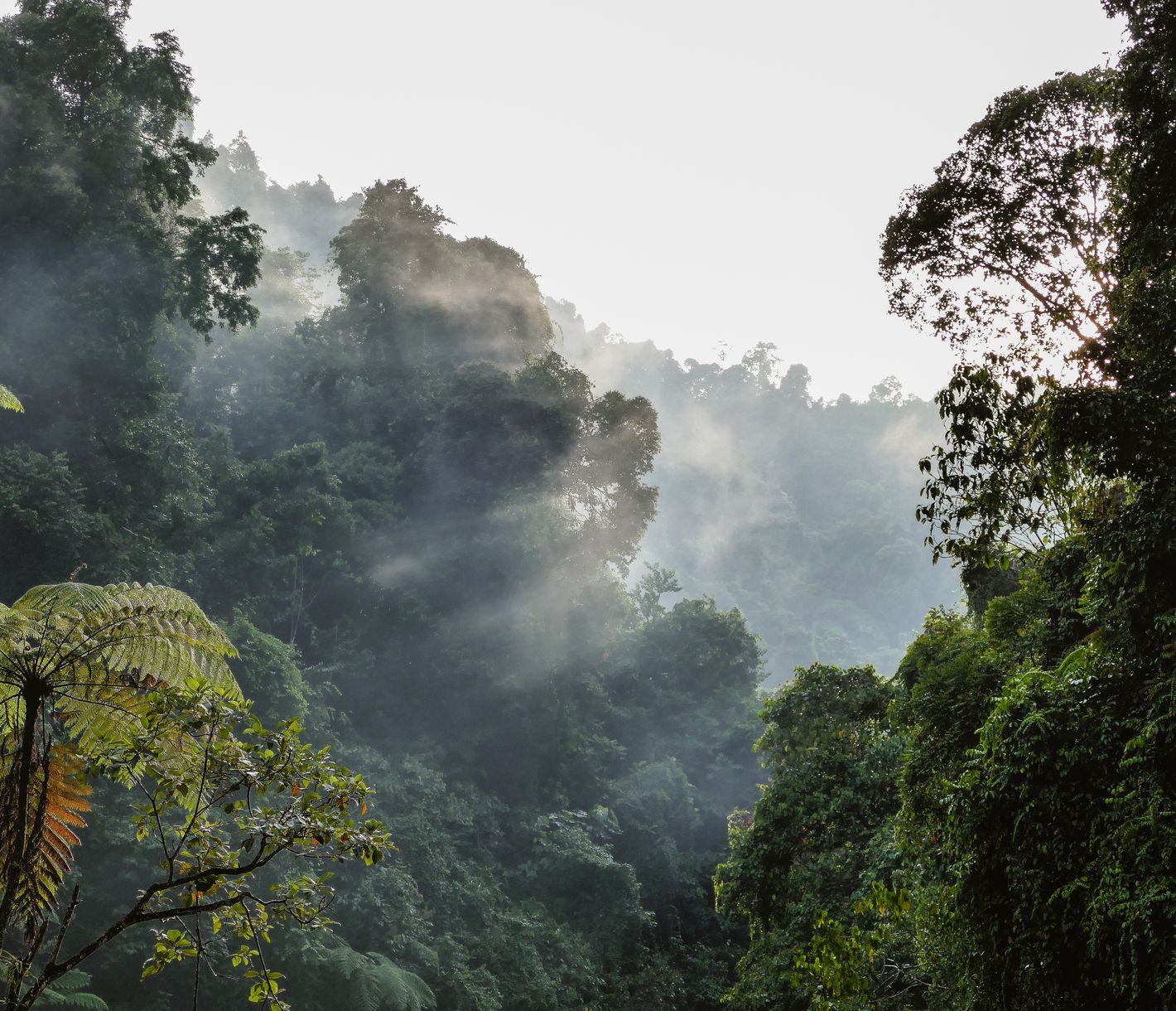 Gunung Leuser National Park