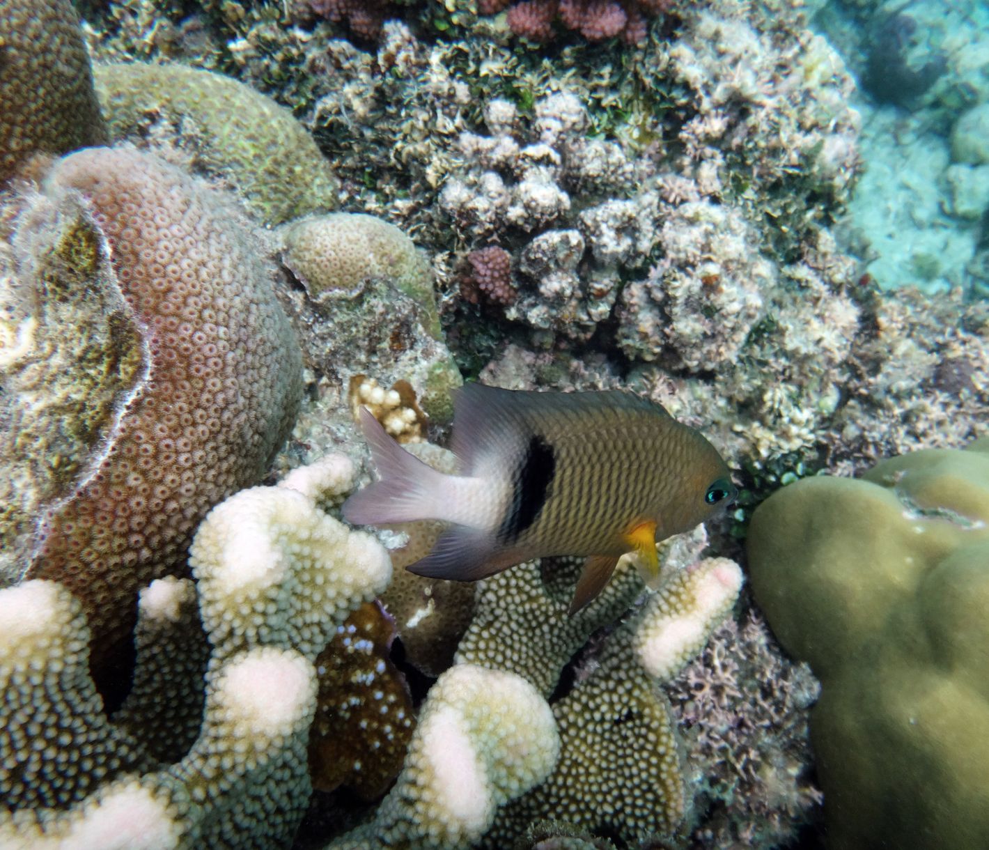 Paradies unter Wasser