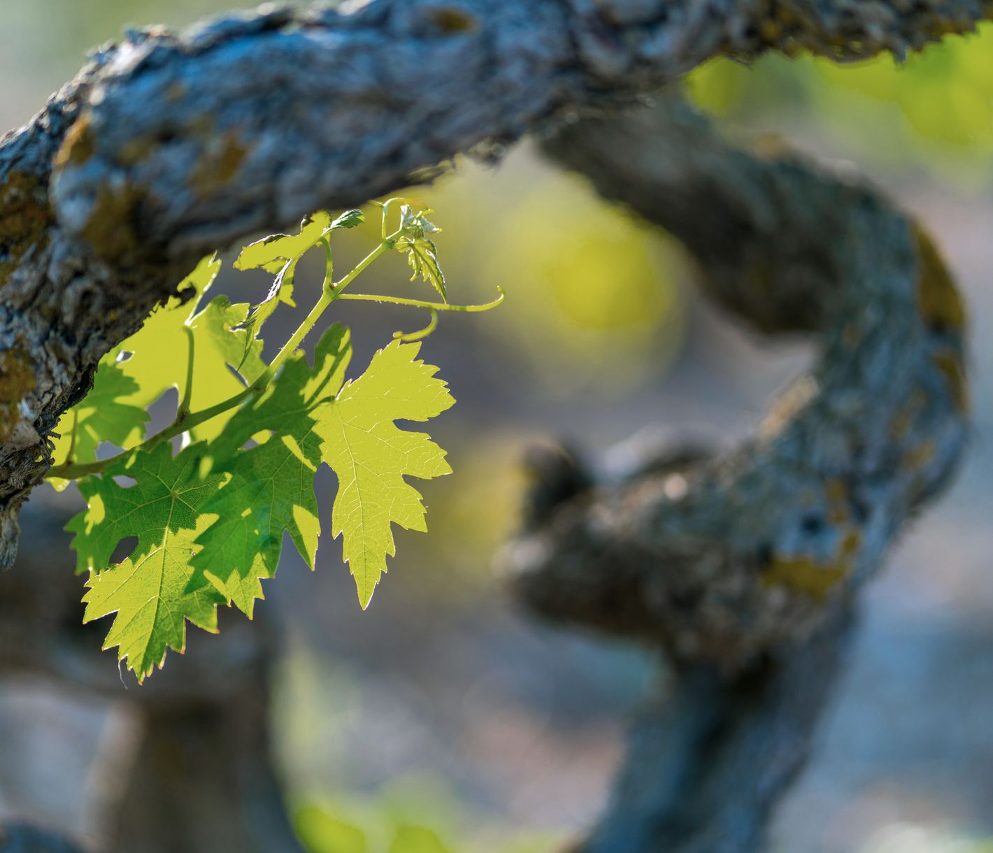 Rioja Alavesa: der baskische Ableger des weltberühmten Weines