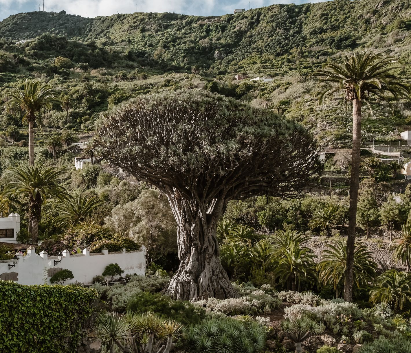 Der Drachenbaum von Icod de los Vinos – Ein Symbol der Kanarischen Inseln