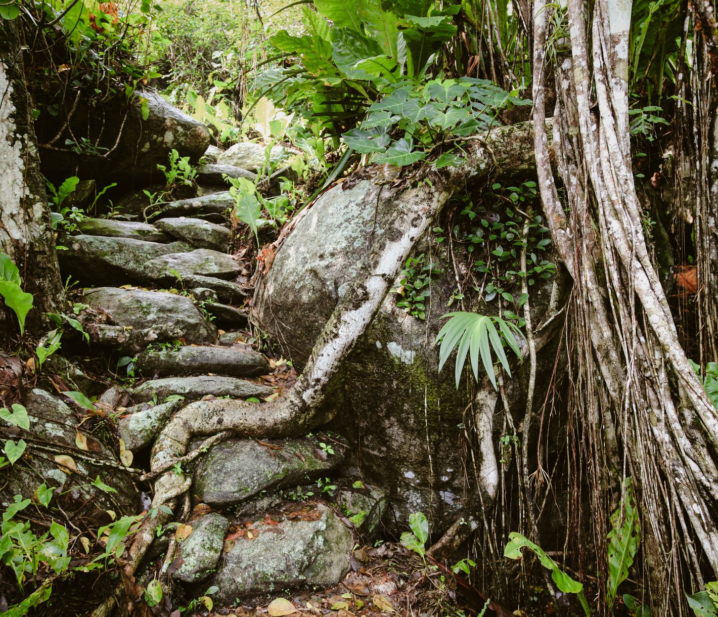 Dschungeltrekkings im Tayrona-Nationalpark