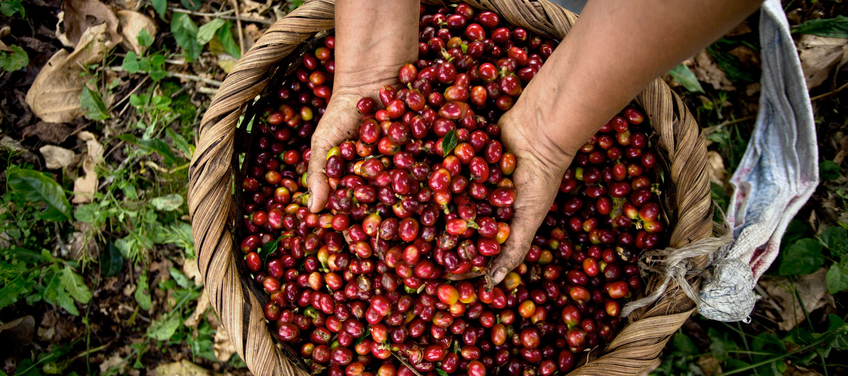 Kaffeeanbau in Aquiares, dem «Land zwischen den Flüssen»