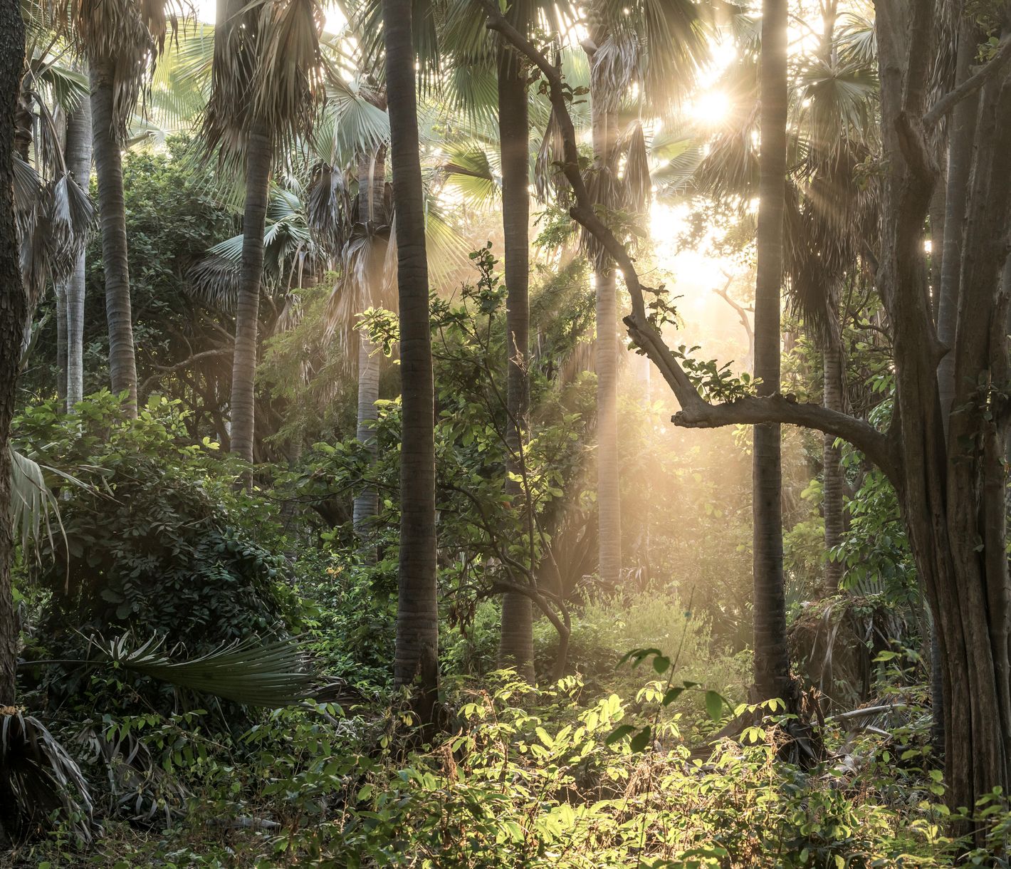 Bijilo-Nationalpark – eine grüne Oase in der Agglomeration Banjuls