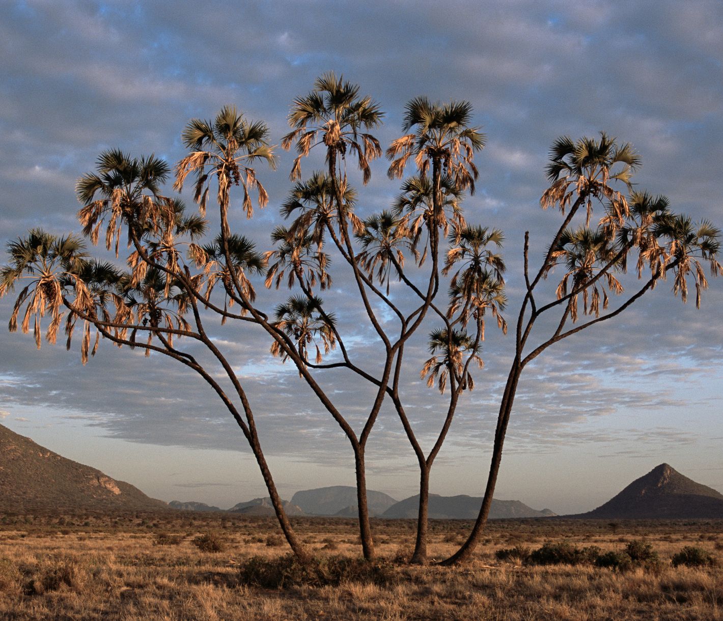 Halbwüstenartige Landschaft mit Doumpalmen im Samburu-Nationalreservat