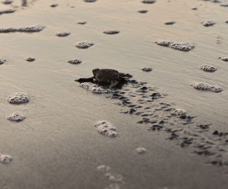 Schildkröten im Nationalpark Tortuguero und der turbulente Weg ins Meer