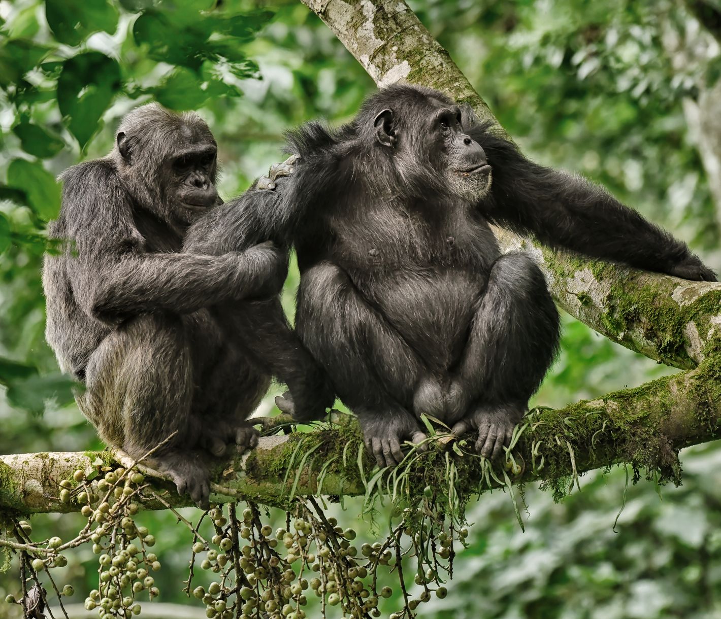 Deux chimpanzés dans la forêt tropicale dense du Parc National de Nyungwe