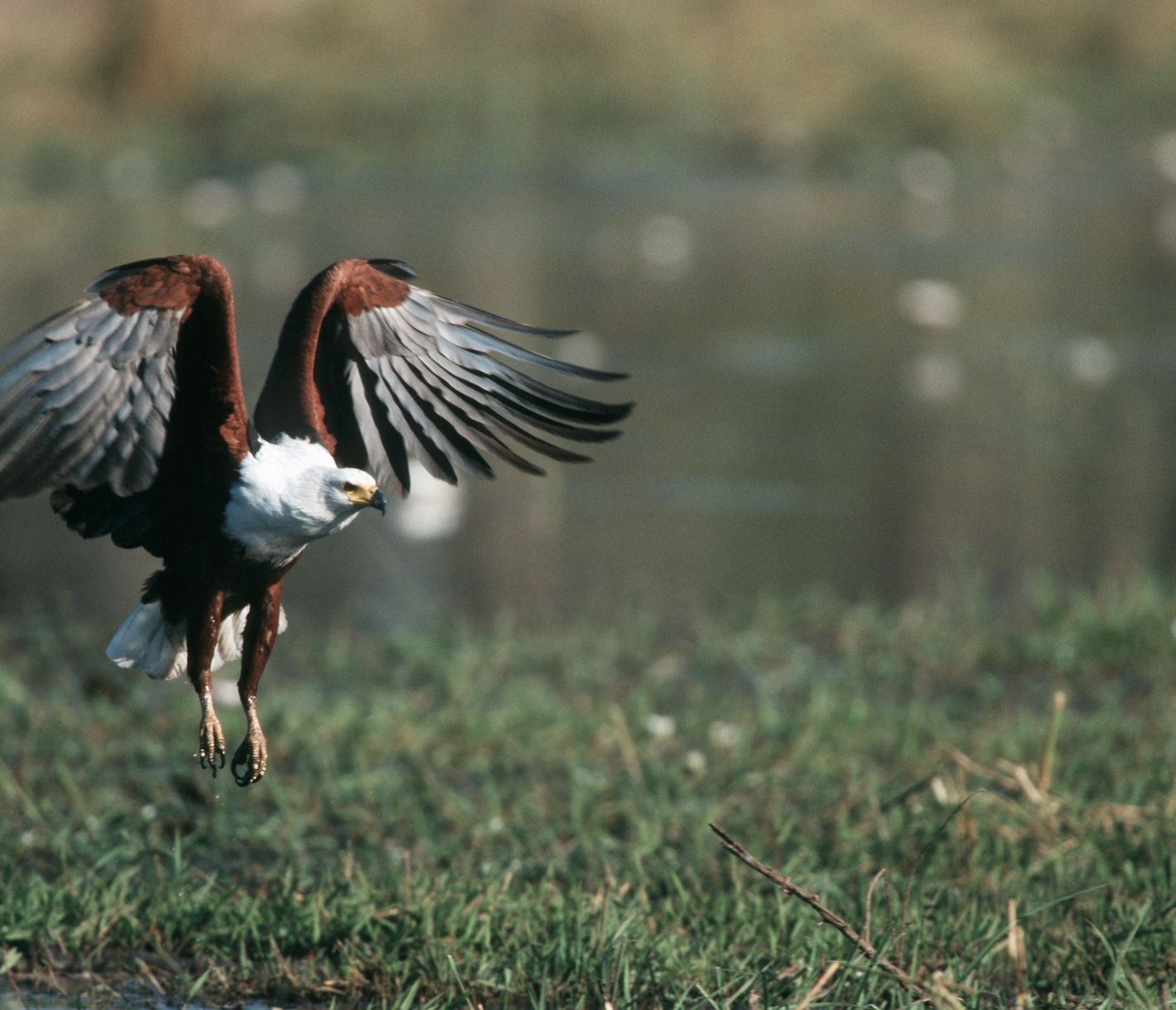 Un aigle à tête blanche en approche près de la rivière Khwai dans la réserve de Moremi...