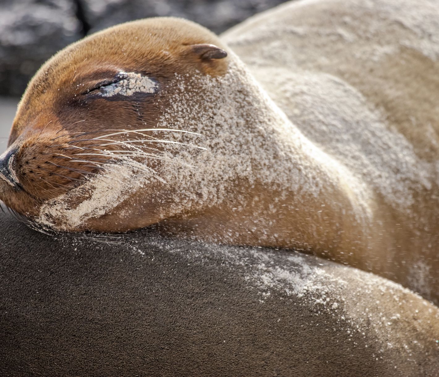 Bei den Seelöwen ist Siesta angesagt.