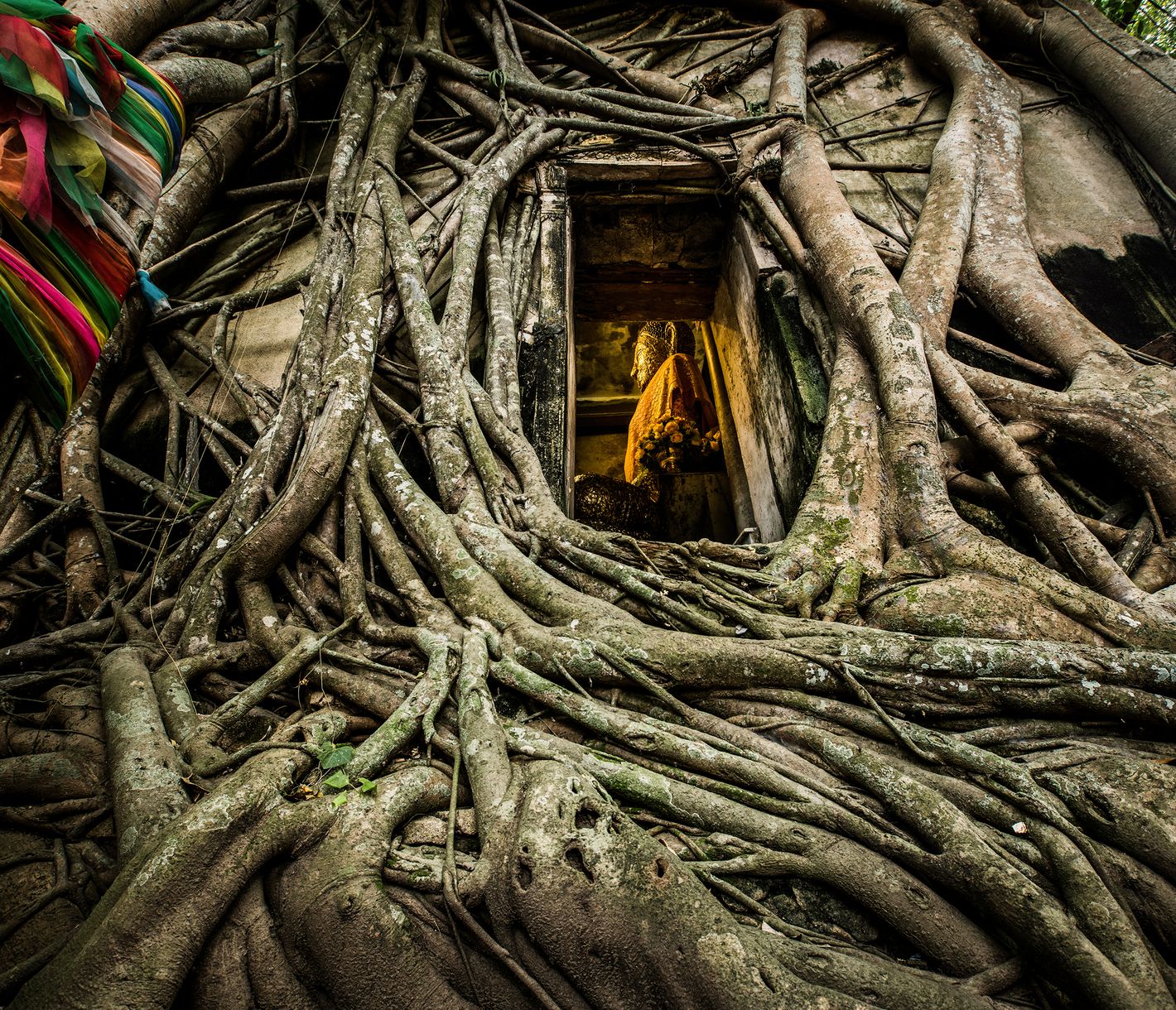 Der Tempel Wat Bang Kung wird von einem Banyanbaum umschlungen.