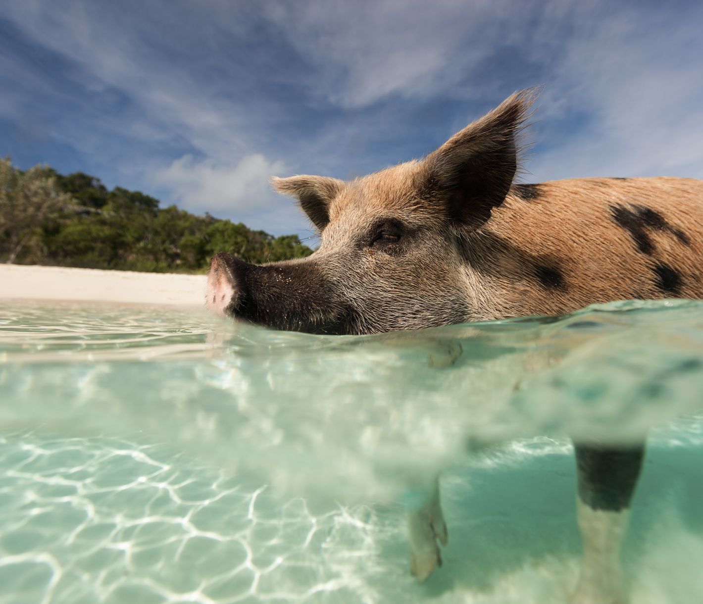 Schwimmende Schweine auf Exuma