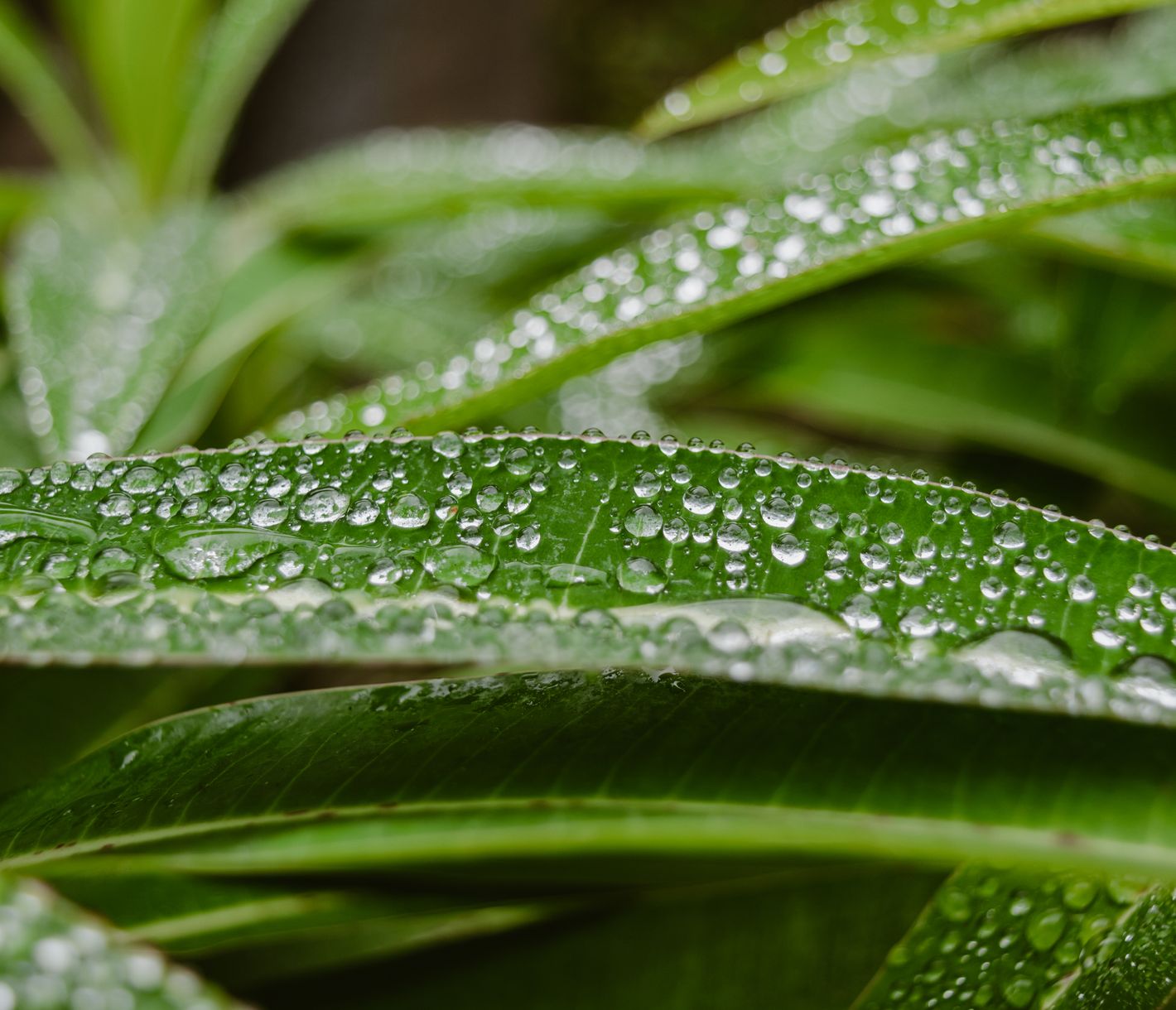 Wassertropfen perlen von Blättern ab.