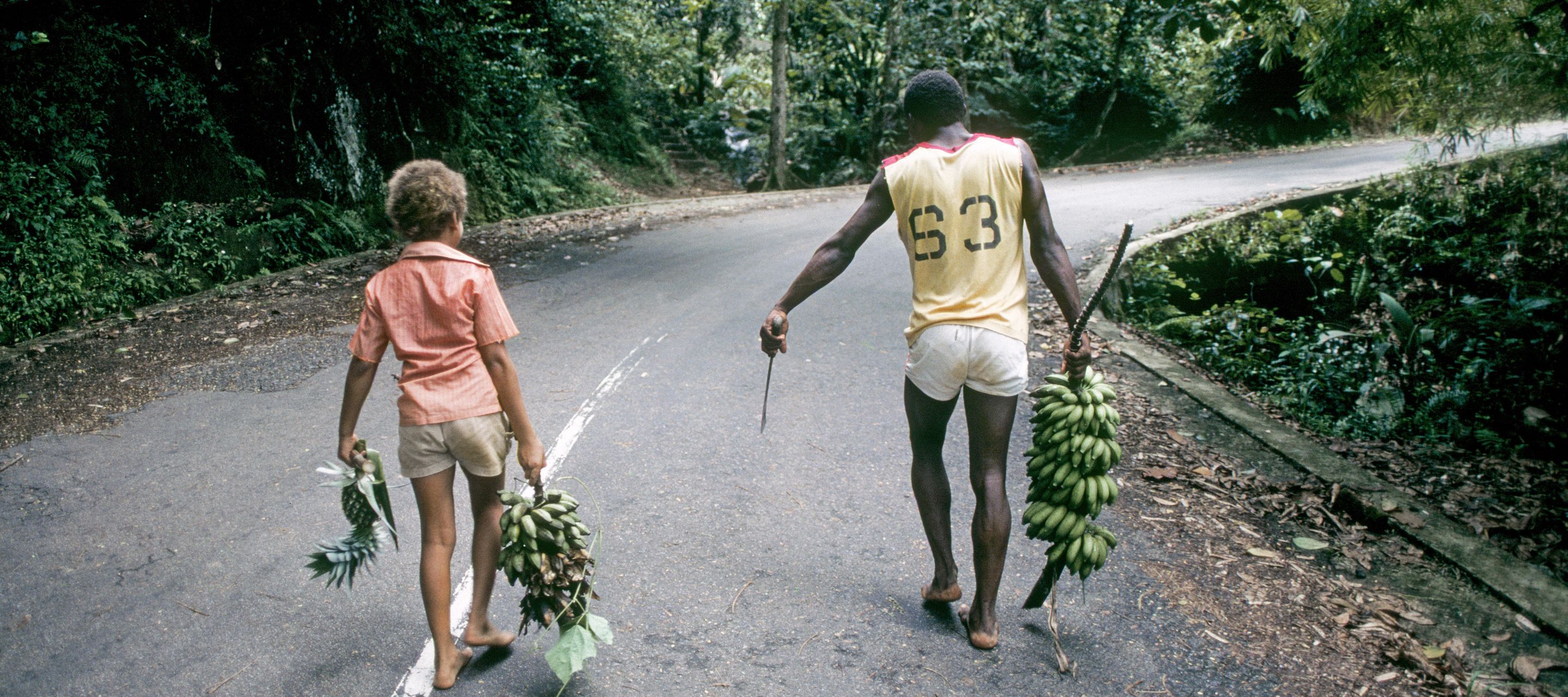 Naherholungs- und Kaffeeanbaugebiet in den Regenwäldern der Blue Mountains