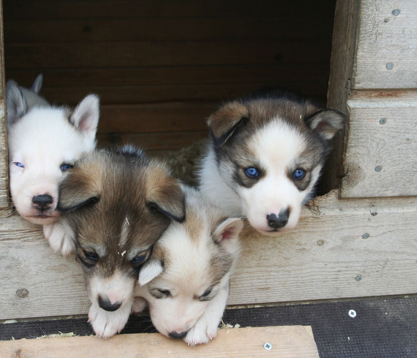 Das Bellen der Lodge-eigenen Hunde hören Sie schon von Weitem.