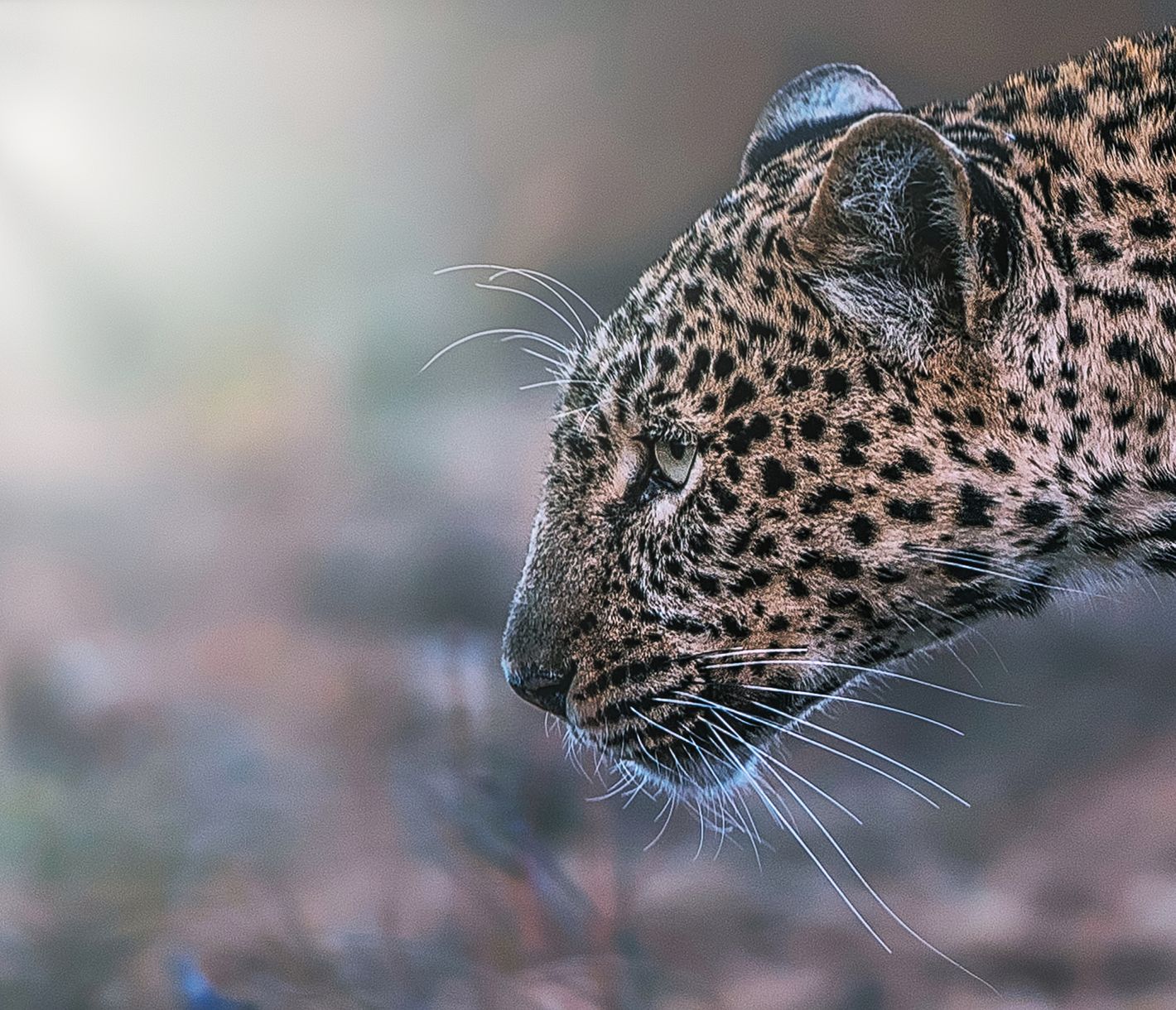 Leopard im Tsavo-Ost-Nationalpark