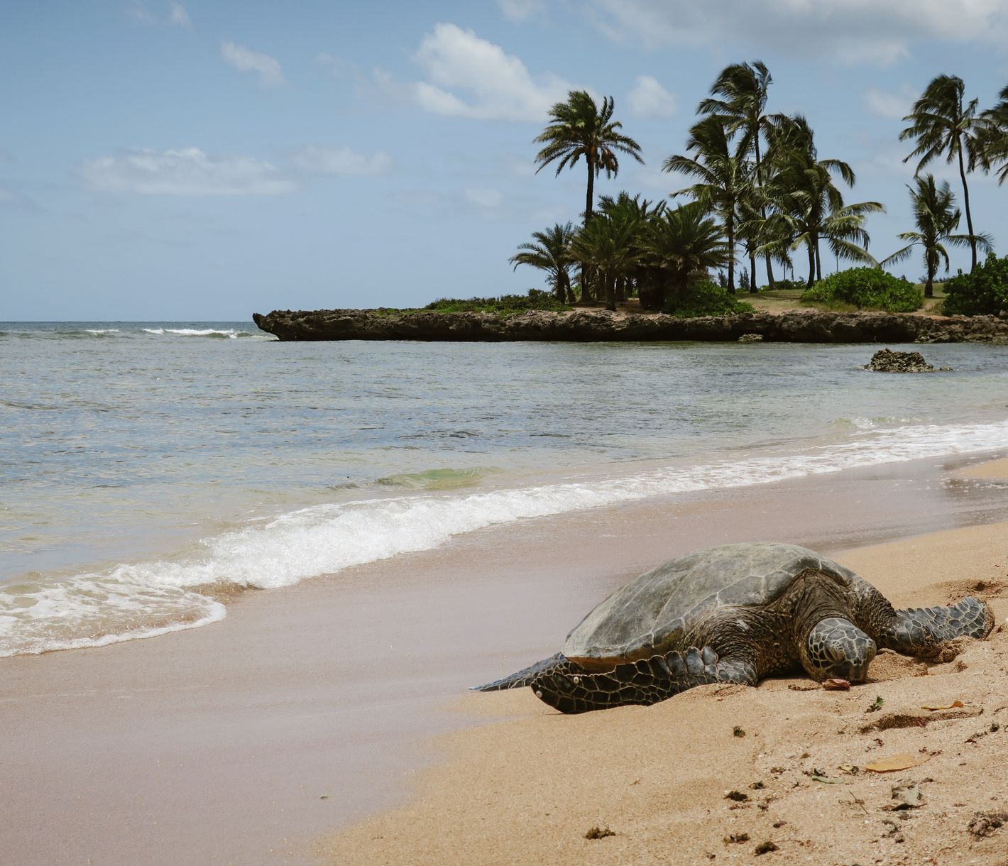 Hawaiianische Meeresschildkröten, besonders die Grüne Meeresschildkröte, können auf Hawaii beobachtet werden.