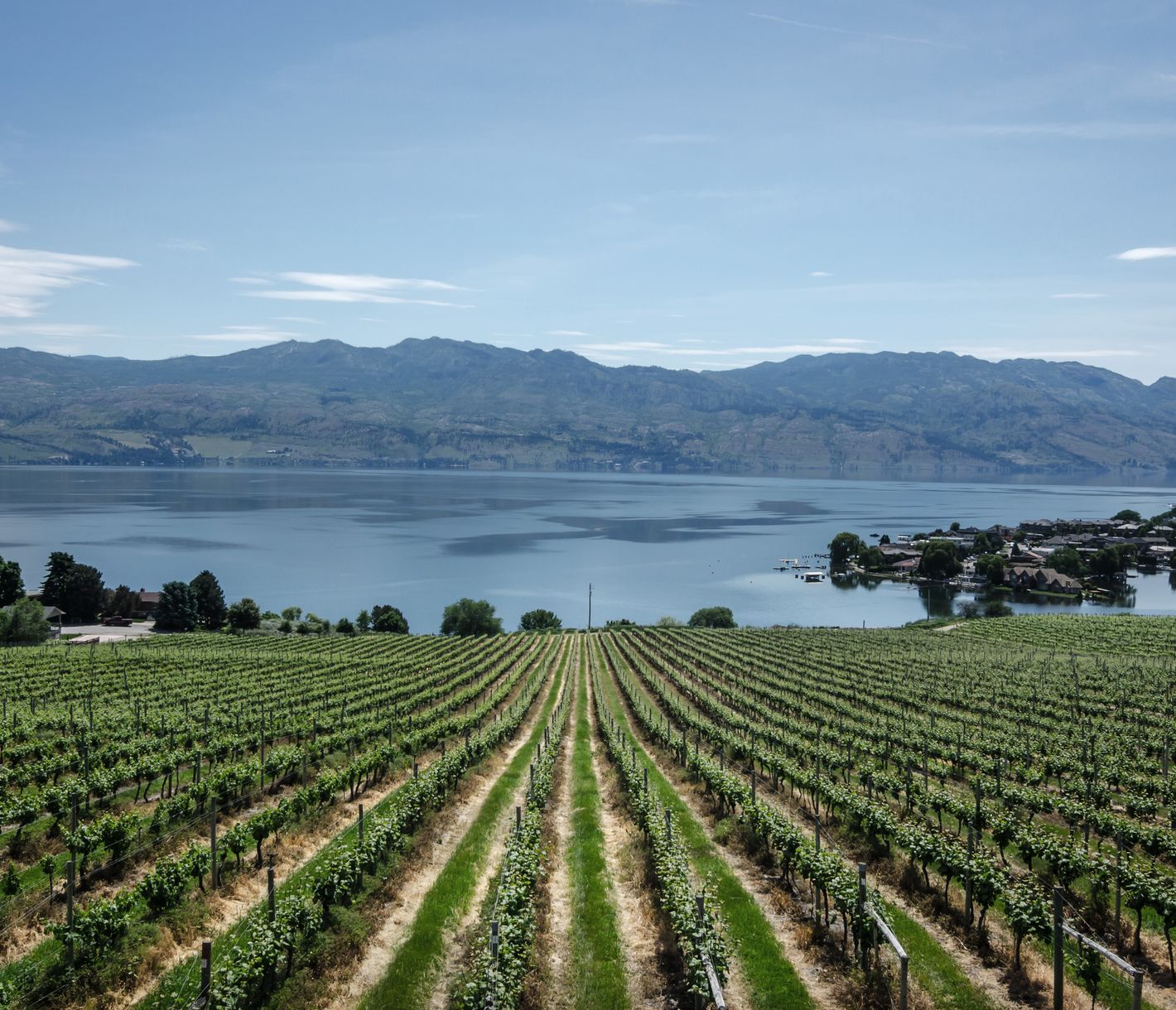 Weinanbau in der Nähe von Kelowna