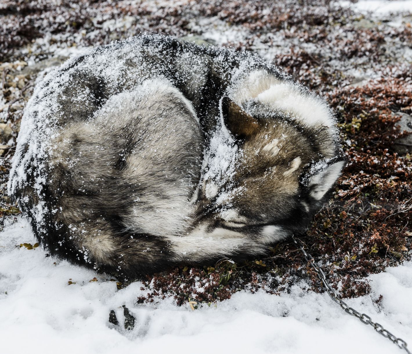 Huskysafari und Hundecamp