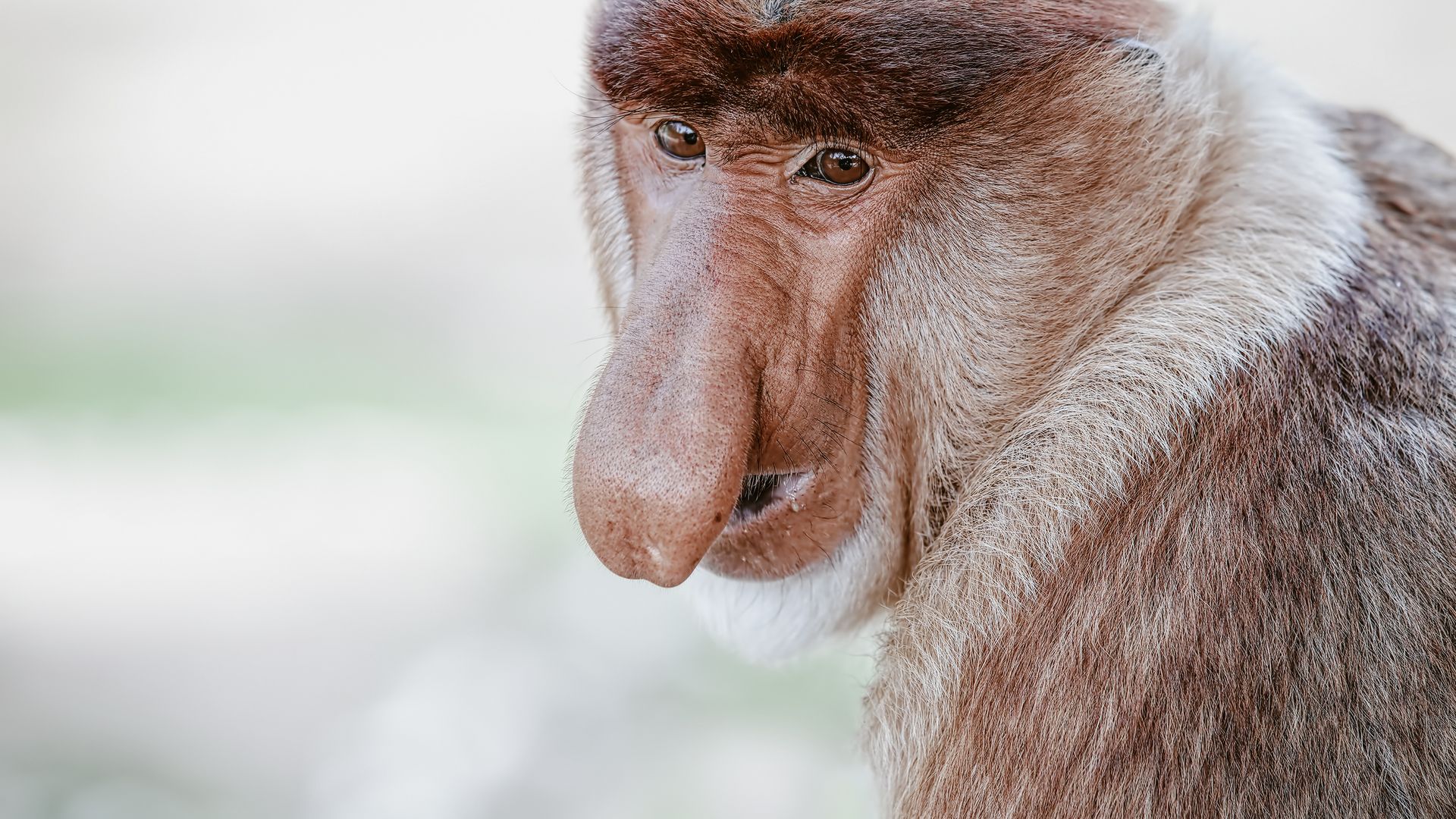 Auffallend grosse Nasen