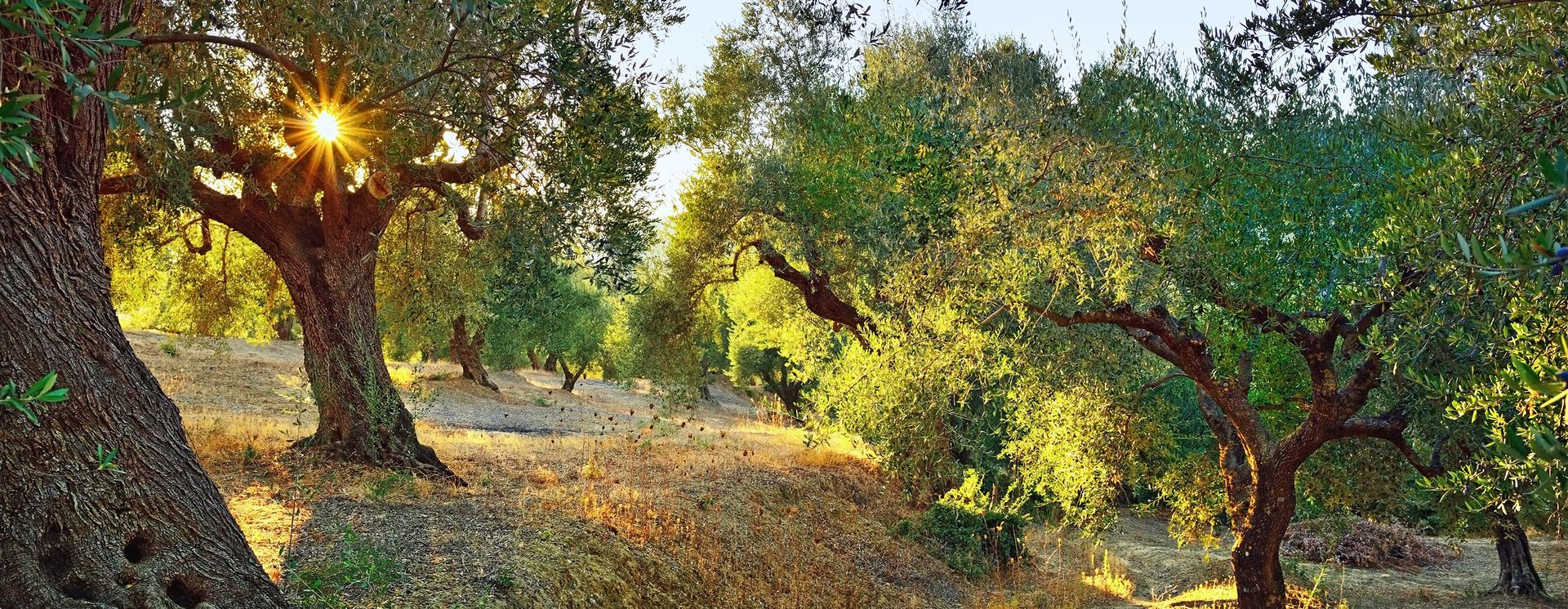 Olivenbäume