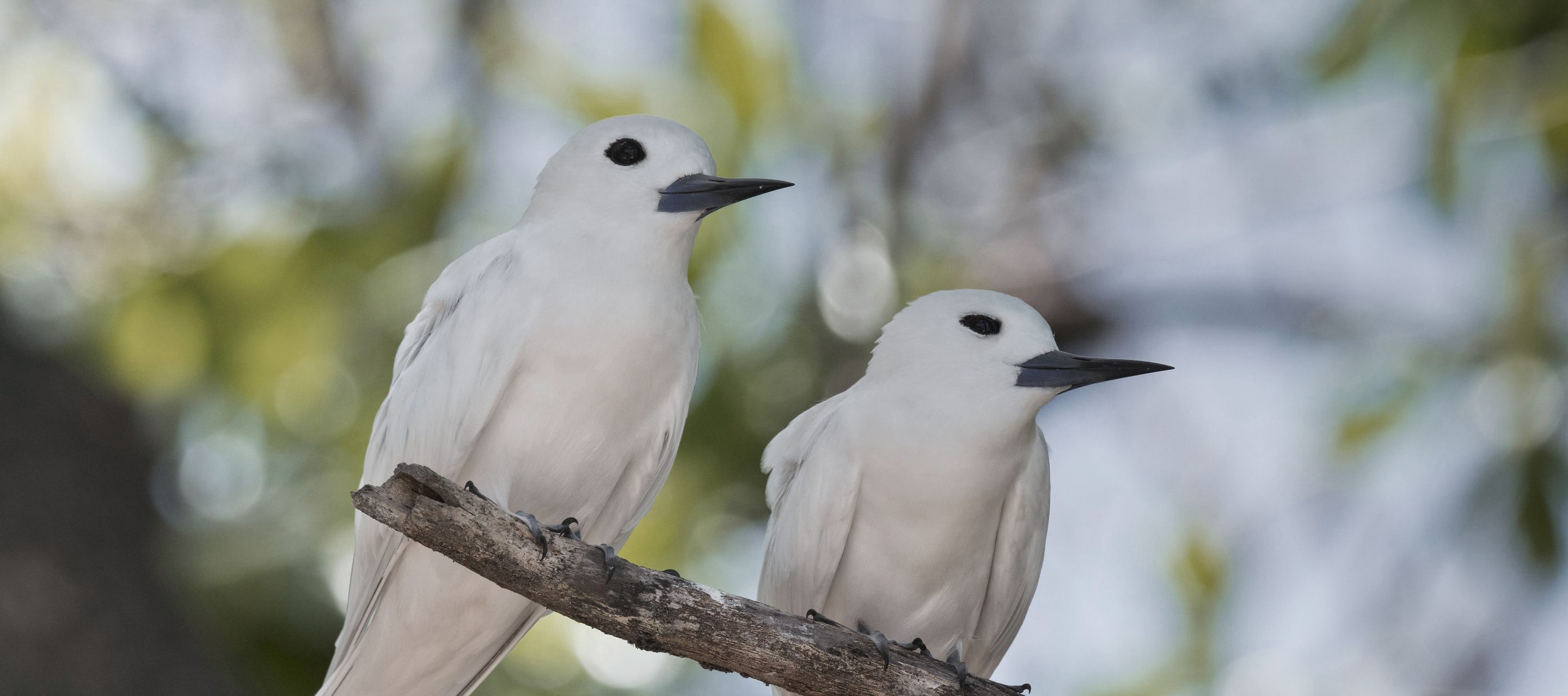 Feenseeschwalbenpaar auf einem Ast auf Cousin Island