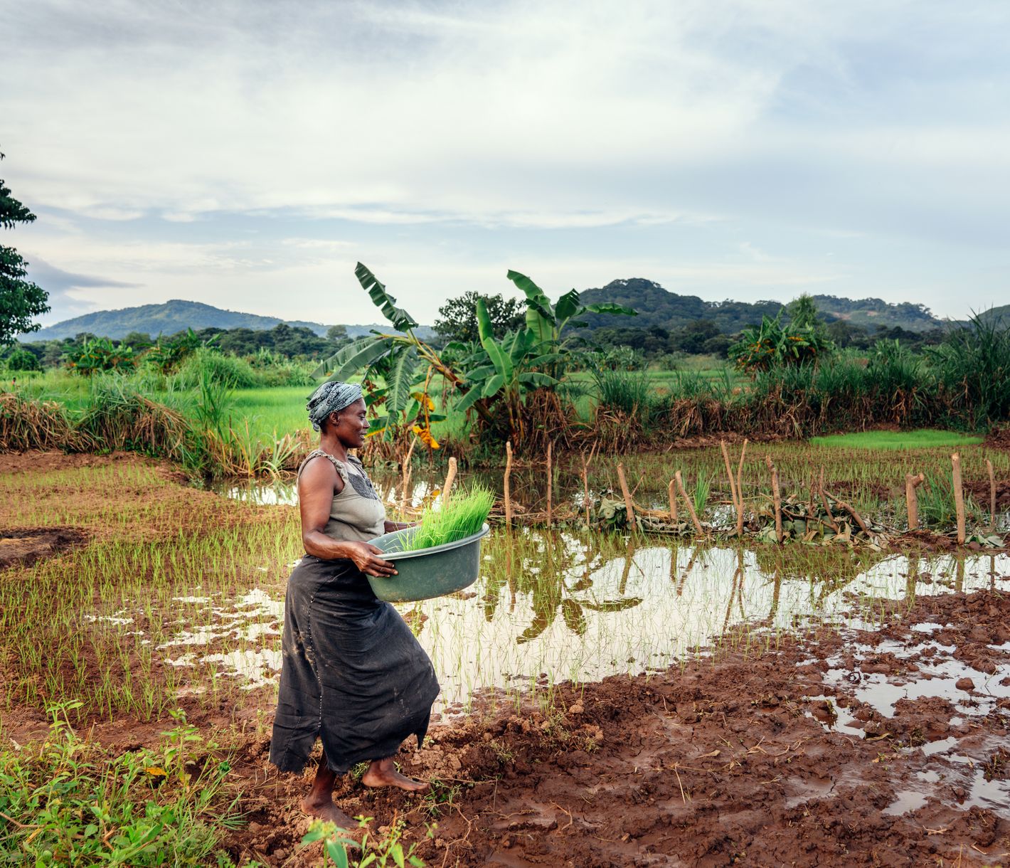 Um den Chilwa-See sind einige Reisfelder zu sehen.