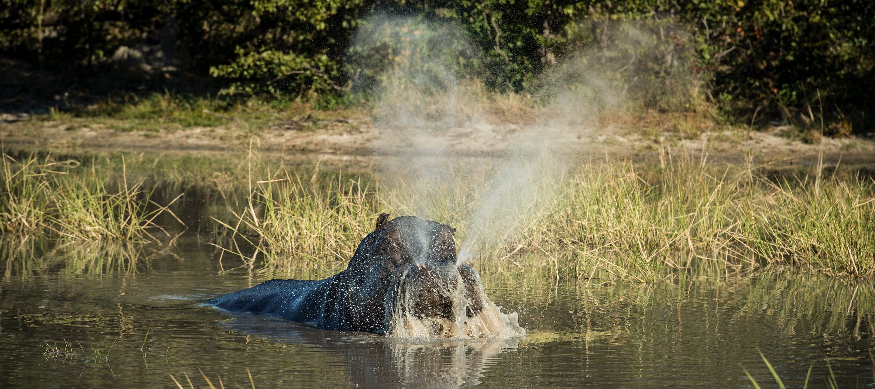 Schnaubendes Flusspferd im Fluss