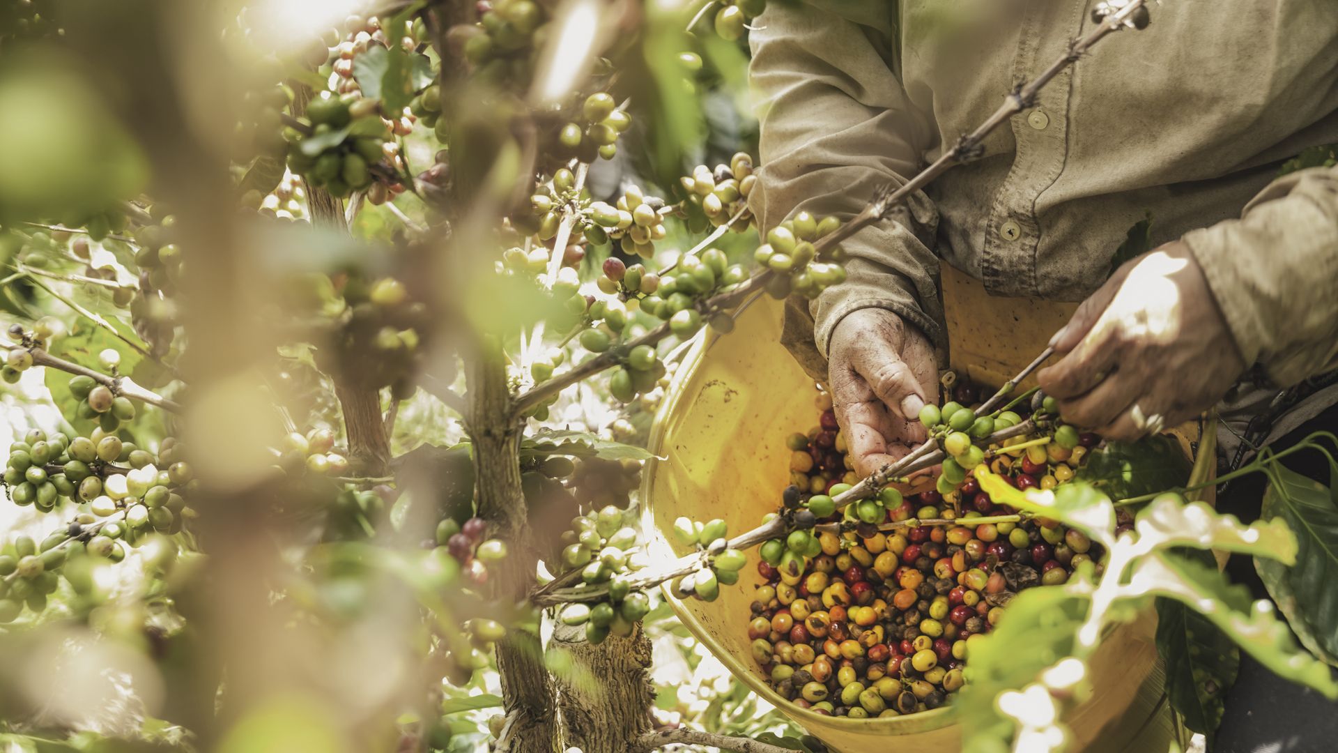 L’art subtil du café, une fierté nationale !
