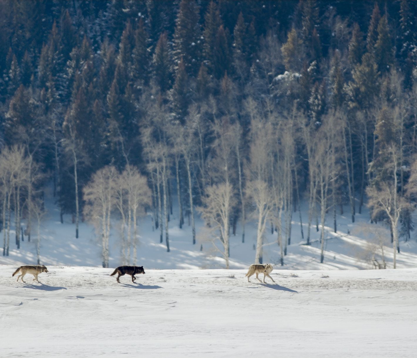 Im weiten Lamar Valley besteht die grösste Chance, einem Rudel Grauwölfe zu begegnen.