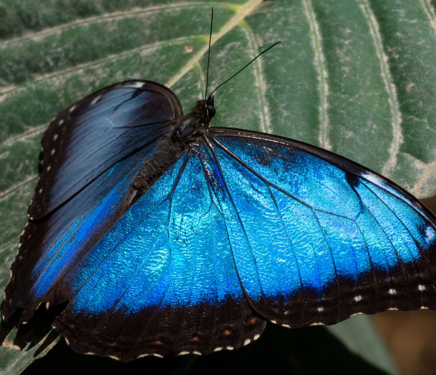 Das eindrückliche Blau des Morpho Azul