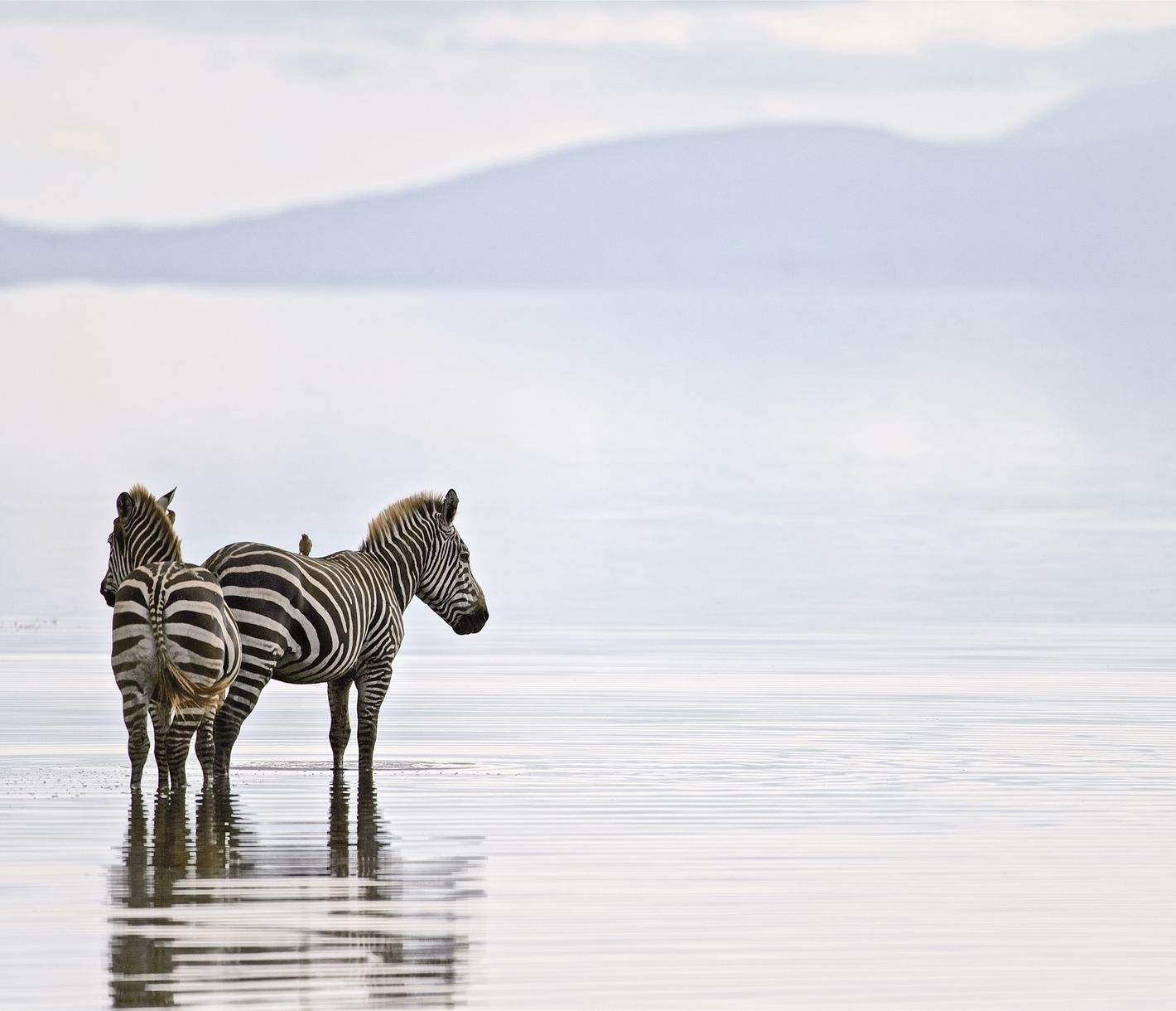 Bain de pied dans le lac Manyara pour ces zèbres paisibles