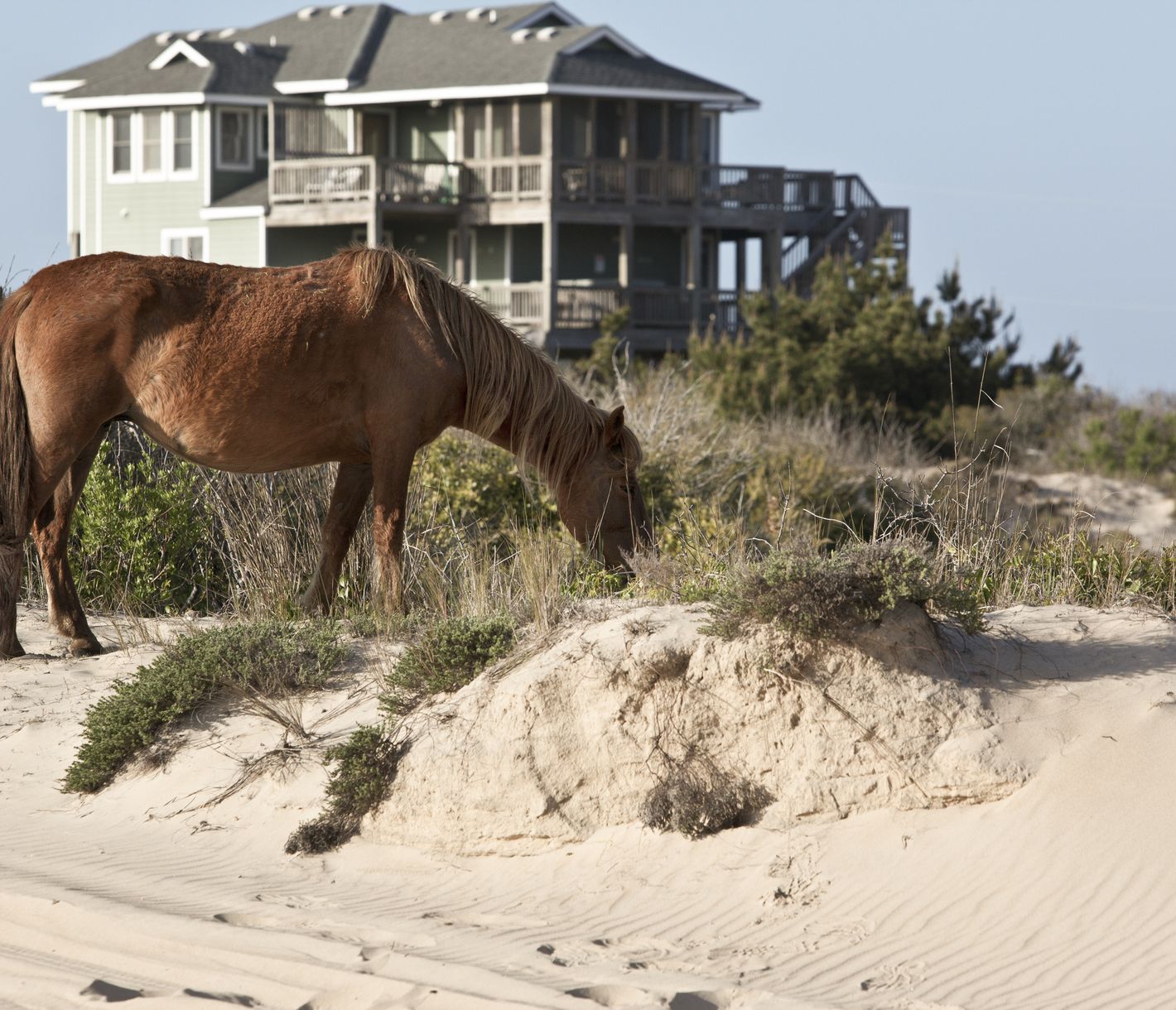 Eine Tour zu den Corolla Wild Horses gehört zum Pflichtprogramm bei einem Besuch der Outer Banks.