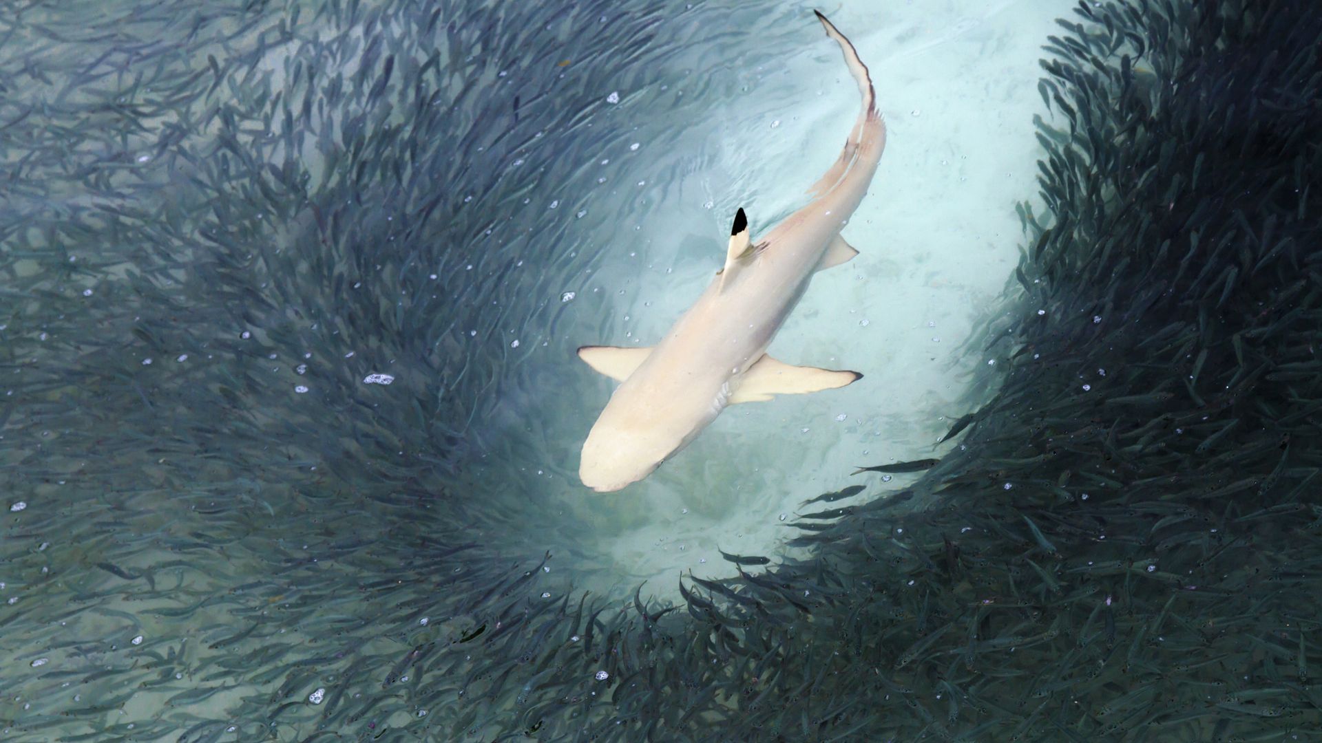 Ein Schwarzspitzen-Riffhai auf der Jagd