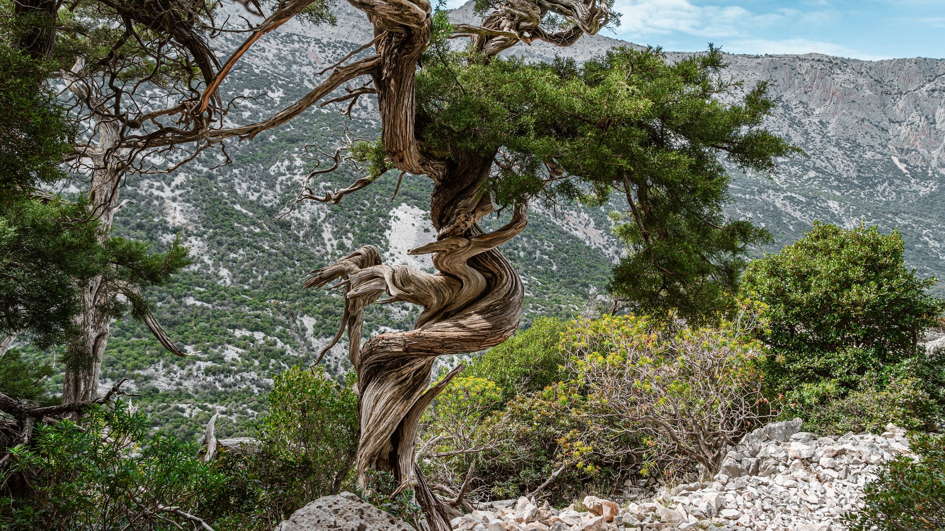 Au fil des kilomètres et des faibles dénivelés, vous traversez des paysages époustouflants, où la vigne succède aux rochers calcaires, où genévriers et chênes verts se côtoient .