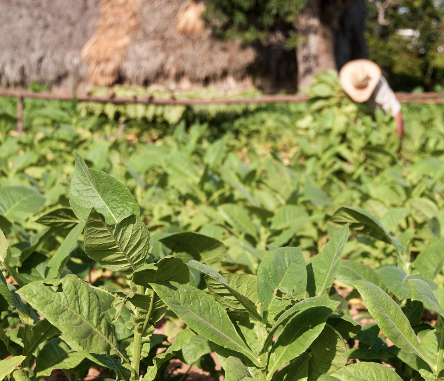 Viñales – umgeben von Tabakfeldern, der Duft der Zigarren stets in der Nase
