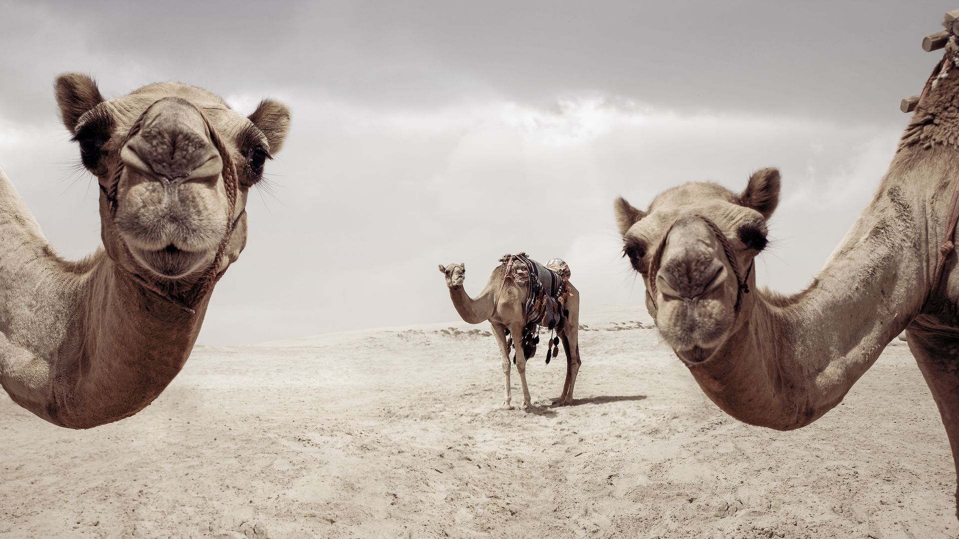 Neugierige Kamele warten ungeduldig auf ihre Reiter.