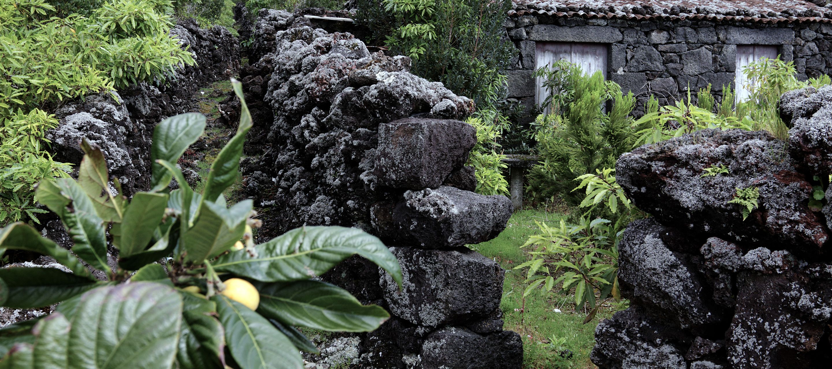 Pico – die Insel der Vulkane